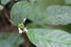Ophiorrhiza mungos